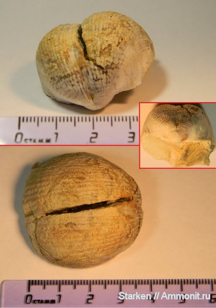 брахиоподы, карбон, Тверская область, Admoskovia, Productida