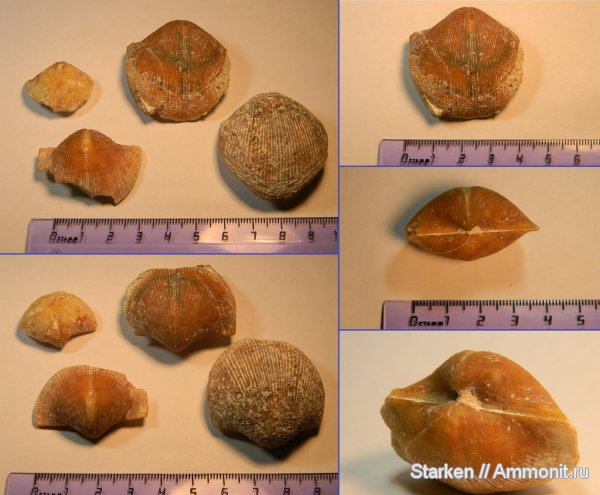 брахиоподы, карбон, Choristites, Тверская область, Spiriferida