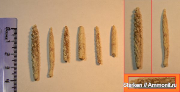 иглокожие, карбон, Archaeocidaris, Тверская область