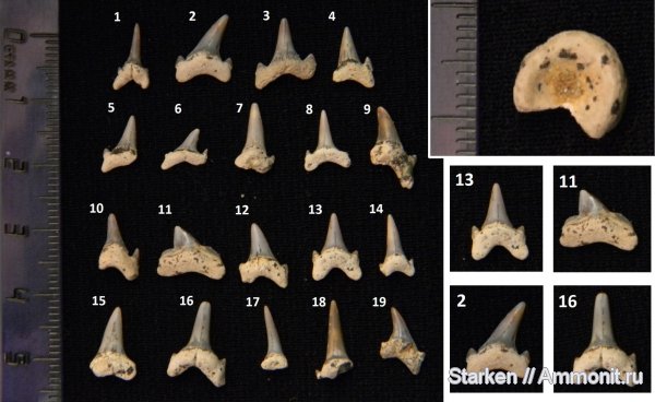 мел, зубы акул, Варавинский овраг, Cretaceous, shark teeth