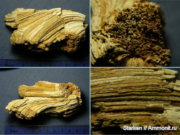 губки, Chaetetes, Тверская область, нижний карбон