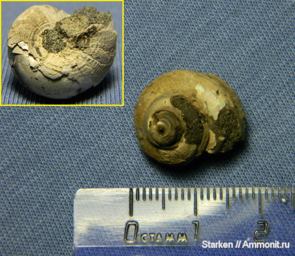 гастроподы, юра, Bathrotomaria, Еганово, Jurassic