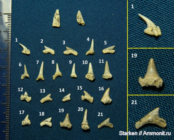 мел, зубы акул, Варавинский овраг, Cretaceous, shark teeth