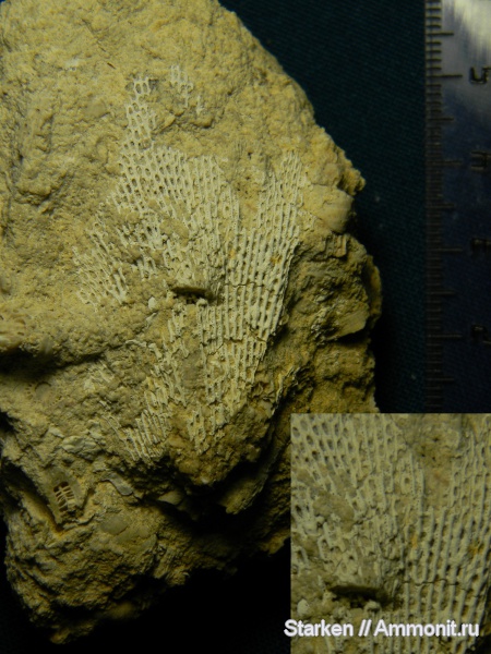 мшанки, Polypora, Тверская область, нижний карбон, Хотошинский карьер