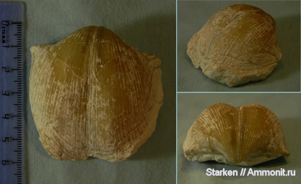 Цемгигант, Choristites, верхний карбон, Афанасьевский карьер, Speriferida