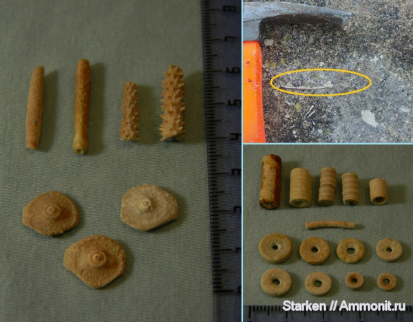 морские ежи, морские лилии, иглокожие, Цемгигант, Archaeocidaris, верхний карбон