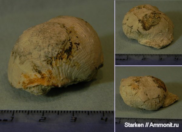 брахиоподы, Цемгигант, верхний карбон, Admoskovia, Productida