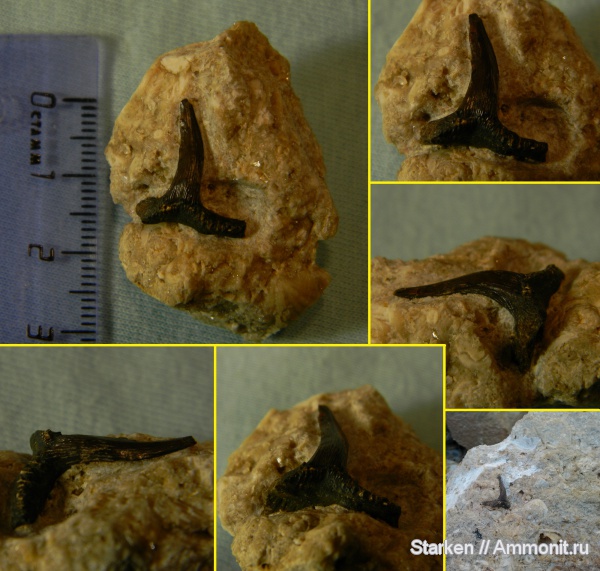 Тверская область, нижний карбон, зубы акул, Saivodus, Хотошинский карьер, shark teeth