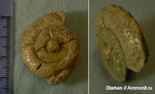 гастроподы, ордовик, Pararaphistoma, Ordovician