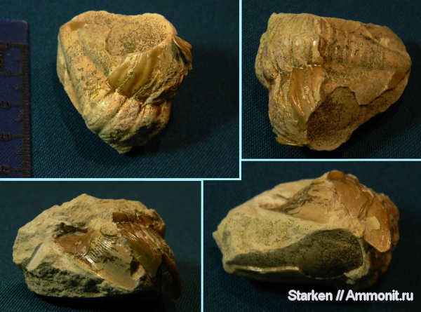трилобиты, ордовик, Тверская область, Ptychopygidae, Ordovician