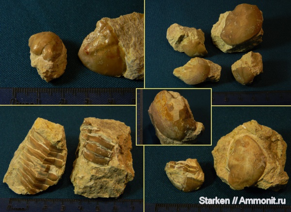 трилобиты, ордовик, Тверская область, Рогачевский карьер, Ordovician