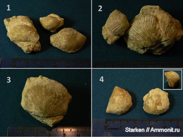 брахиоподы, ордовик, Тверская область, Рогачевский карьер, Ordovician