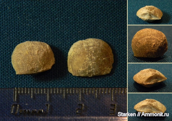 брахиоподы, Тверская область, Progonambonites, Рогачевский карьер, Gonambonites