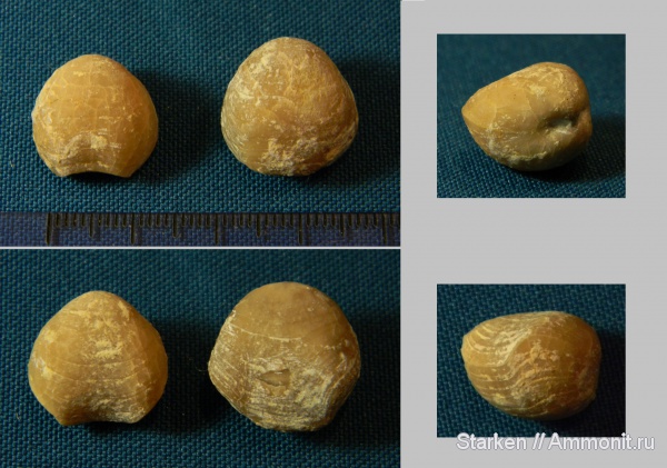 брахиоподы, Тверская область, Porambonites, Рогачевский карьер