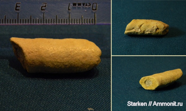 ордовик, эндоцерасы, Тверская область, сифон, Рогачевский карьер, Ordovician