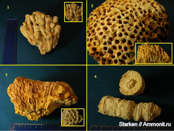 кораллы, Тверская область, нижний карбон, Actinocyathus, Syringopora, Rugosa, Хотошинский карьер, Corwenia