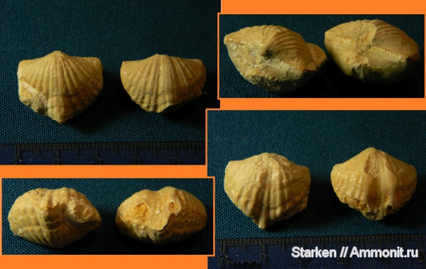 брахиоподы, Тверская область, Brachythyrina, нижний карбон, Хотошинский карьер