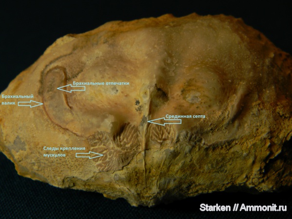 брахиоподы, Тверская область, Gigantoproductus, нижний карбон, Хотошинский карьер