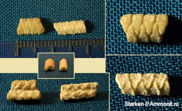 морские лилии, криноидеи, Тверская область, нижний карбон, Хотошинский карьер