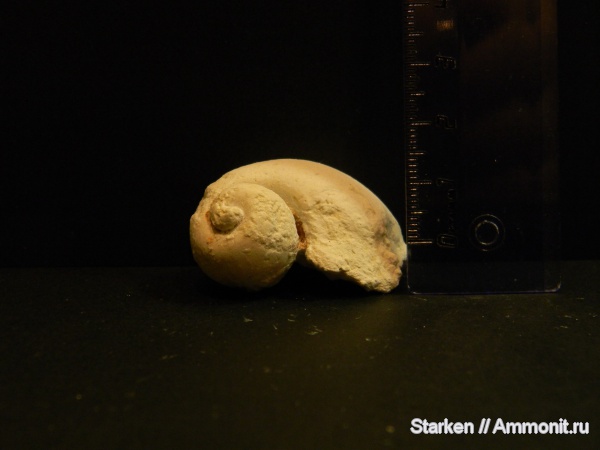 гастроподы, Тверская область, средний карбон, Щаповский овраг, Trachydomia