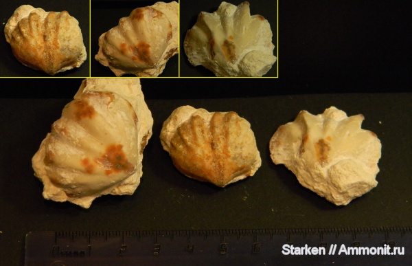 брахиоподы, Тверская область, Enteletes, средний карбон, Щаповский овраг