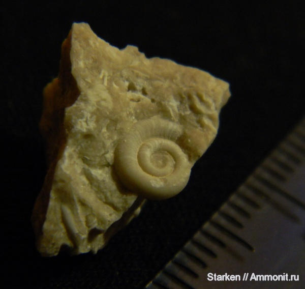 гастроподы, Euomphalus, Тверская область, нижний карбон, Хотошинский карьер