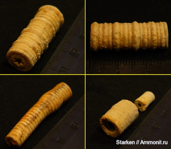 морские лилии, Тверская область, нижний карбон, Хотошинский карьер