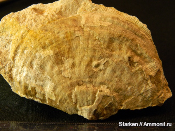 брахиоподы, Тверская область, нижний карбон, Хотошинский карьер