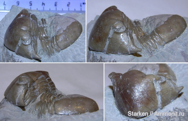 трилобиты, ордовик, р. Волхов, Illaenus, Illaenus tauricornis, Ordovician