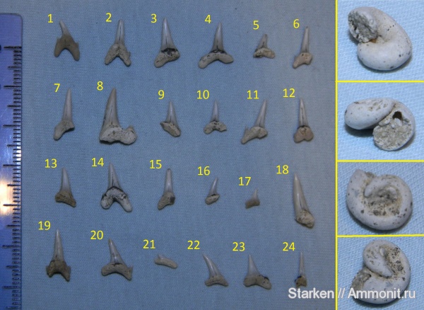 гастроподы, мел, зубы акул, Варавинский овраг, Cretaceous, shark teeth
