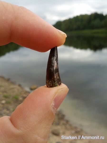 девон, рыбы, Devonian, Новгородская область, Хвощевские Петушки, fish