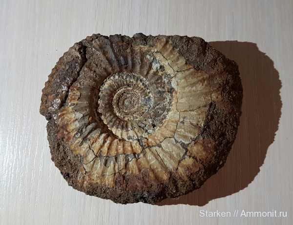 аммониты, юра, Ярославская область, Epivirgatites, Мостово-Василево