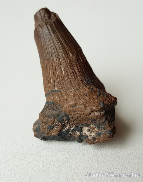 девон, рыбы, зубы, Новгородская область, березовские петушки