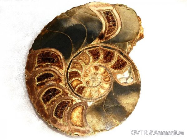 нижний мел, апт, Дагестан, полировка, Procheloniceras, Aptian, Lower Cretaceous