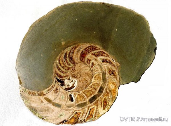 нижний мел, апт, Cymatoceras, Дагестан, полировка, Aptian, Lower Cretaceous