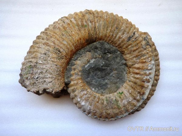 аммониты, нижний мел, Ammonitoceras, апт, Ammonites, Дагестан, Aptian, Lower Cretaceous