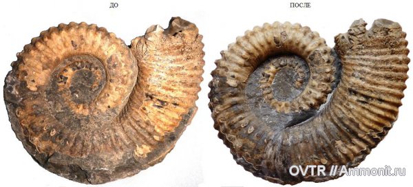 мел, Ammonitoceras, апт, Aptian, Cretaceous