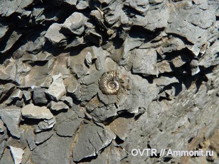 аммониты, мел, Карачаево-Черкессия, Deshayesites, апт, Ammonites, Aptian, Cretaceous
