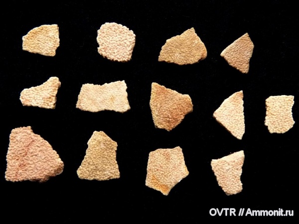 динозавры, Испания, яйца, титанозавры, Titanosaurus