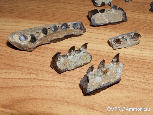 Кавказ, проблематики, р. Пшеха