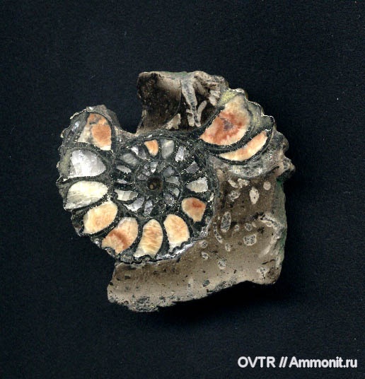 пирит, Карачаево-Черкессия, апт, Кавказ, полировка, Aptian