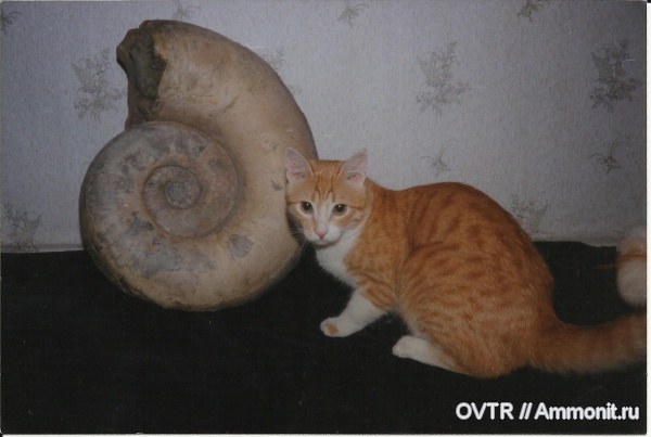 мел, апт, Lytoceras, Северный Кавказ, Aptian, Cretaceous