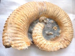Ammonitoceras с мелкими аммонитами и белемнитами в центре