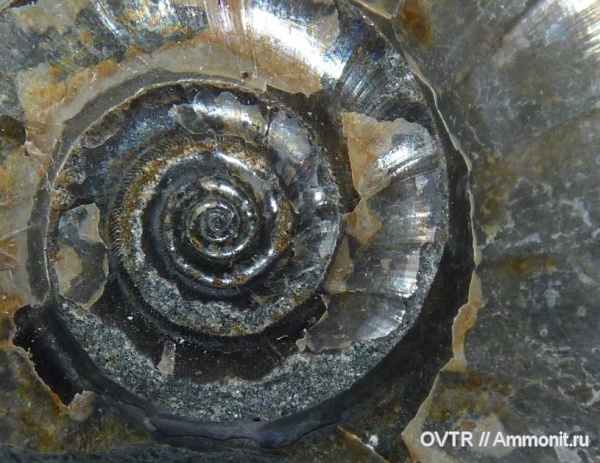 нижний мел, апт, р. Лаба, Eogaudryceras, Северный Кавказ, Aptian, Lower Cretaceous