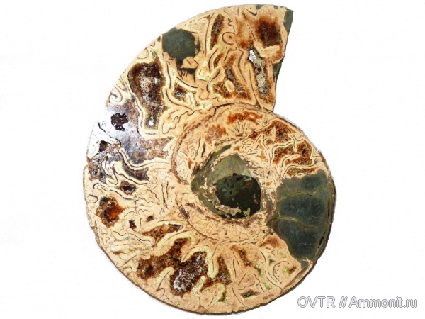 нижний мел, Дагестан, полировка, Северный Кавказ, Lower Cretaceous