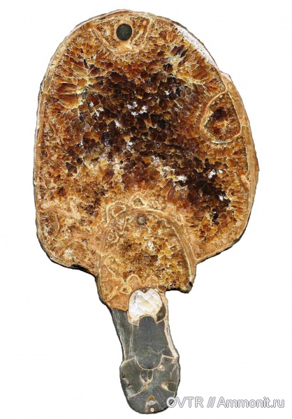 нижний мел, апт, поперечное сечение, Дагестан, полировка, Северный Кавказ, Aptian, Lower Cretaceous