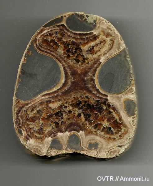 нижний мел, апт, Дагестан, полировка, Северный Кавказ, Aptian, Lower Cretaceous