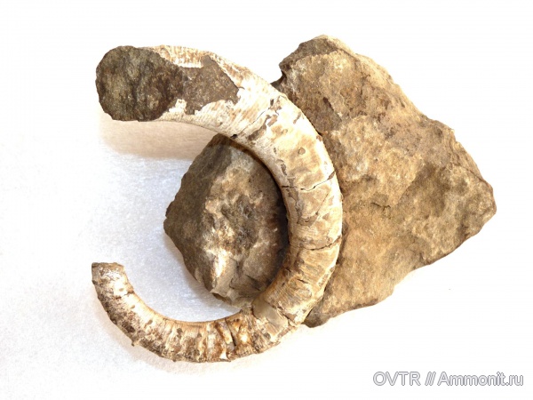 аммониты, гетероморфные аммониты, нижний мел, апт, Адыгея, Ammonites, Северный Кавказ, Pseudocrioceratites, Aptian, Lower Cretaceous, heteromorph ammonites