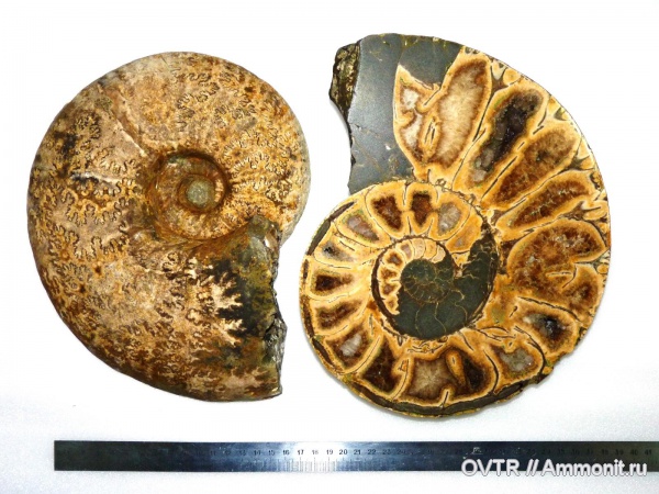 нижний мел, кальцит, апт, Дагестан, полировка, Aptian, Lower Cretaceous