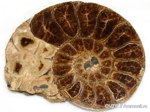 нижний мел, кальцит, апт, Дагестан, полировка, Aptian, Lower Cretaceous